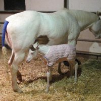 New-Foal