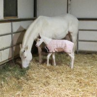 New-Foal