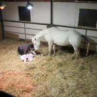 New-Foal