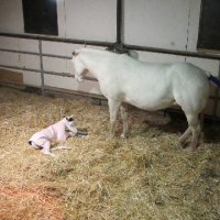 New-Foal