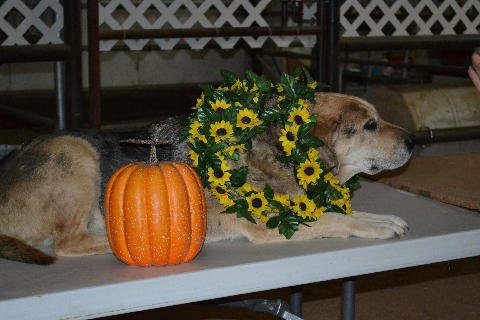 Volunteer-Dinner-2011