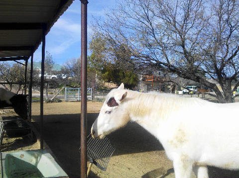 New Arena -  Jan. 2012