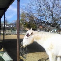 New Arena -  Jan. 2012